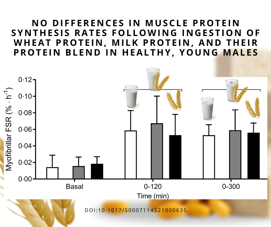 wheat vs milk protein show similar effects on muscle protein synthesis